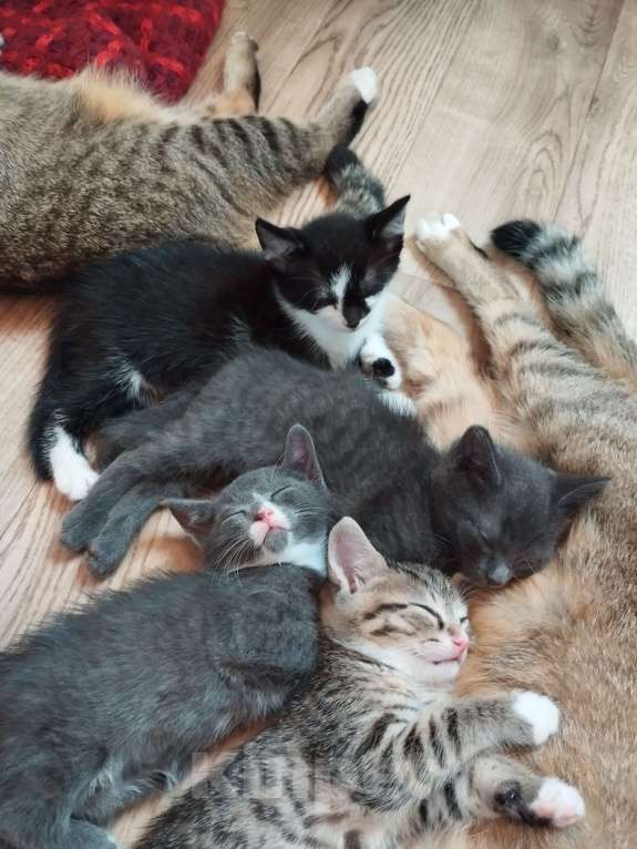 Кошки в Новосибирске: Отдам котяток Мальчик, 1 руб. - фото 2