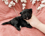 Собаки в Москве: Чёрный йорк девочка Девочка, 100 000 руб. - фото 2