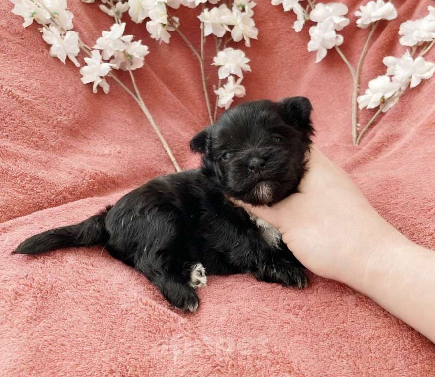 Собаки в Москве: Чёрный йорк девочка Девочка, 100 000 руб. - фото 2