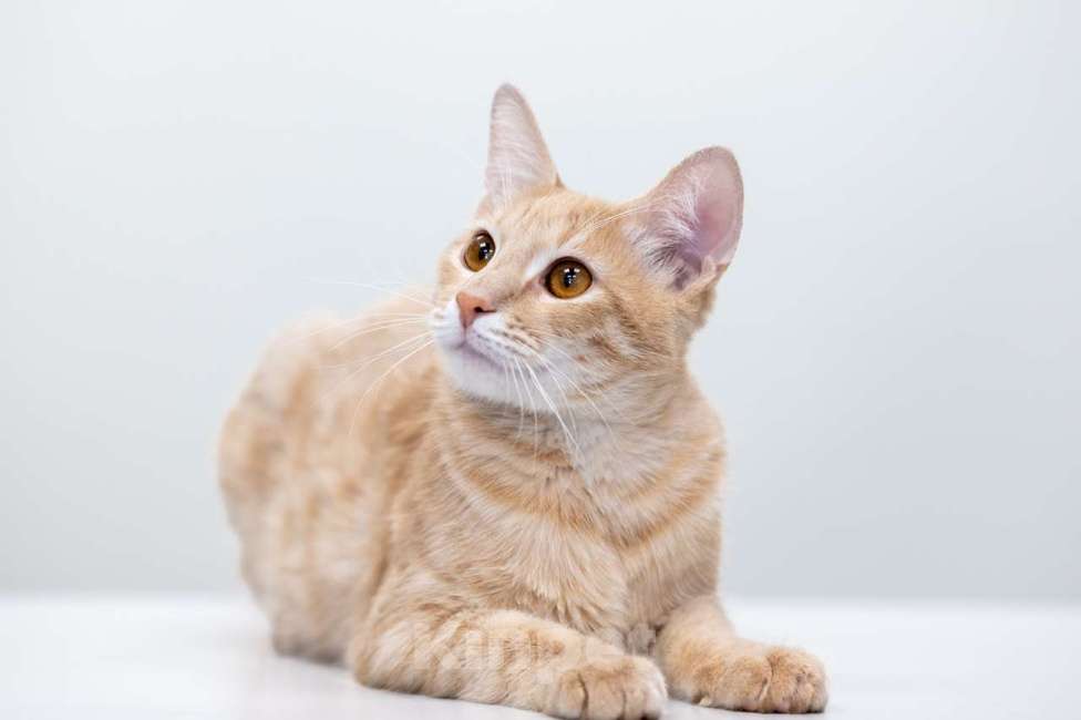 Кошки в Москве: Гога Мальчик, Бесплатно - фото 2