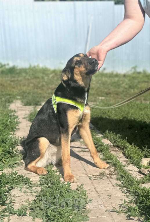 Собаки в Москве: Просто очень хорошая девочка в добрые руки Девочка, Бесплатно - фото 3