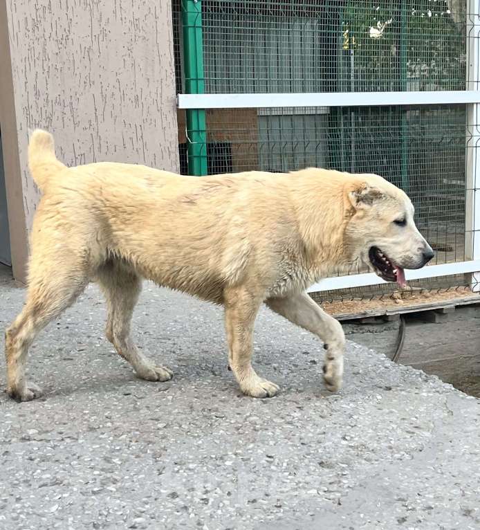 Собаки в Москве: Девочка среднеазиатской овчарки  Девочка, 60 000 руб. - фото 5