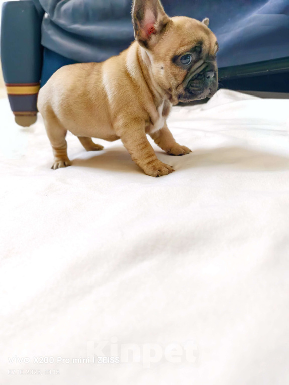 Собаки в Санкт-Петербурге: Щенок Французского бульдога. Девочка, 45 000 руб. - фото 3