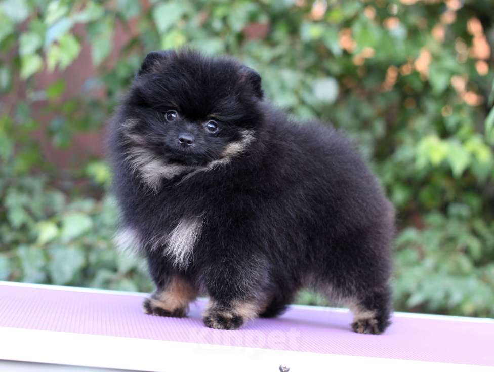 Собаки в Москве: Щенки померанского шпица Мальчик, Бесплатно - фото 2