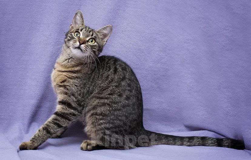 Кошки в Москве: Маленькая кошка с огромным желанием жить Девочка, Бесплатно - фото 3