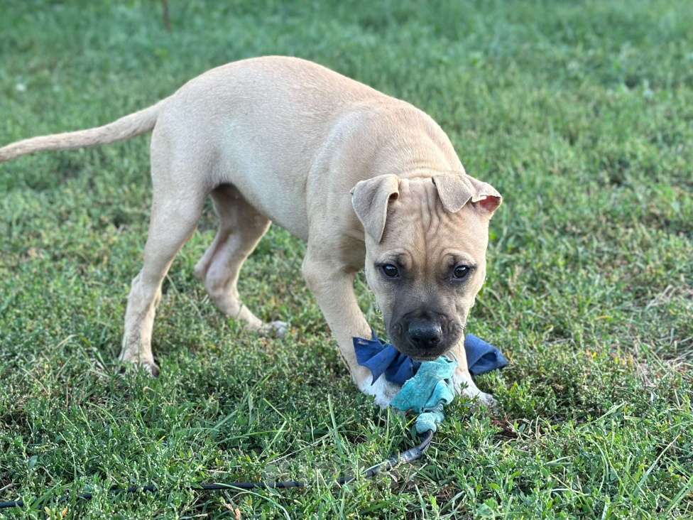 Собаки в других городах Воронежской области: Щенки американского пит-бультерьера Девочка, 80 000 руб. - фото 2