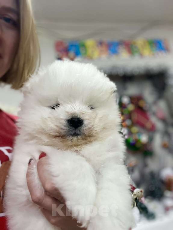 Собаки в Казани: Самоед Девочка, 60 000 руб. - фото 2