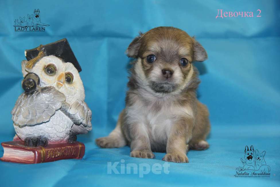 Собаки в Москве: Щенки чихуахуа Мальчик, Бесплатно - фото 10