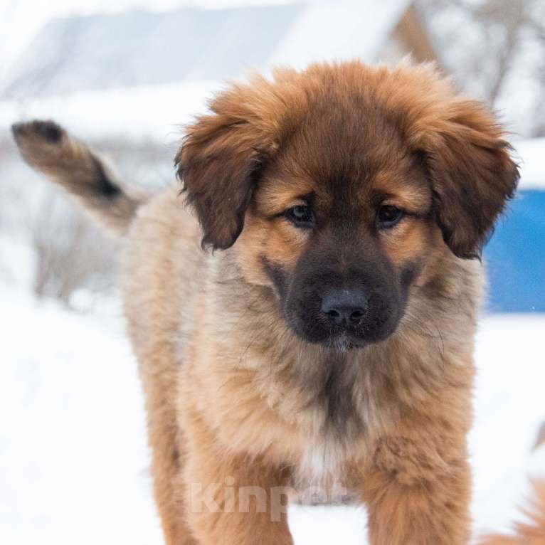 Собаки в Москве: Булка Девочка, Бесплатно - фото 6