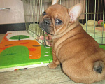 Собаки в Чехове: щенки французского бульдога. Девочка, 60 000 руб. - фото 9