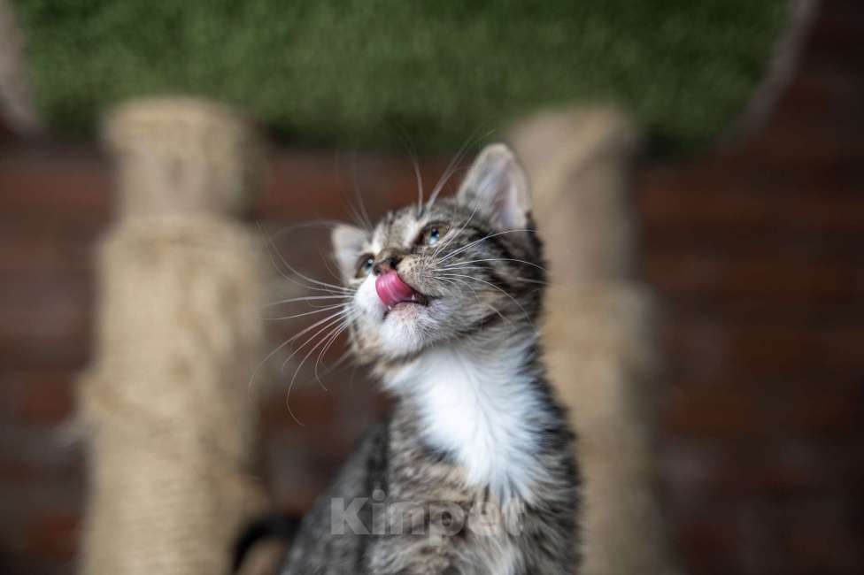 Кошки в Санкт-Петербурге: Комочек счастья ищет маму и папу Девочка, Бесплатно - фото 1