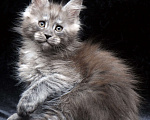 Кошки в Видном: Ласковый мальчишка мейн-кун  Мальчик, 95 000 руб. - фото 7