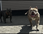 Собаки в Лыткарино: Девочка AMERICAN BULLY 🔥🔥🔥 Девочка, 110 000 руб. - фото 9