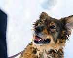 Собаки в Москве: Ява Девочка, Бесплатно - фото 1