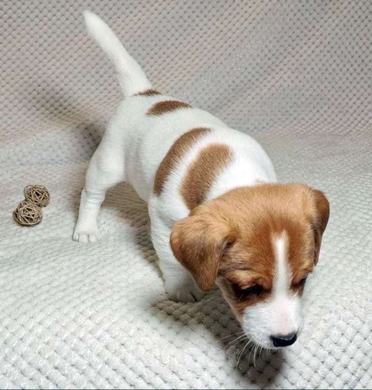 Собаки в Москве: Мальчик Джек Рассел терьера Мальчик, 55 000 руб. - фото 1