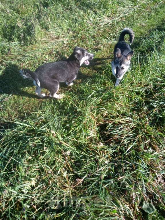 Собаки в Санкт-Петербурге: Гермиона, спортсменка, умница, просто красавица. Мальчик, 500 руб. - фото 3