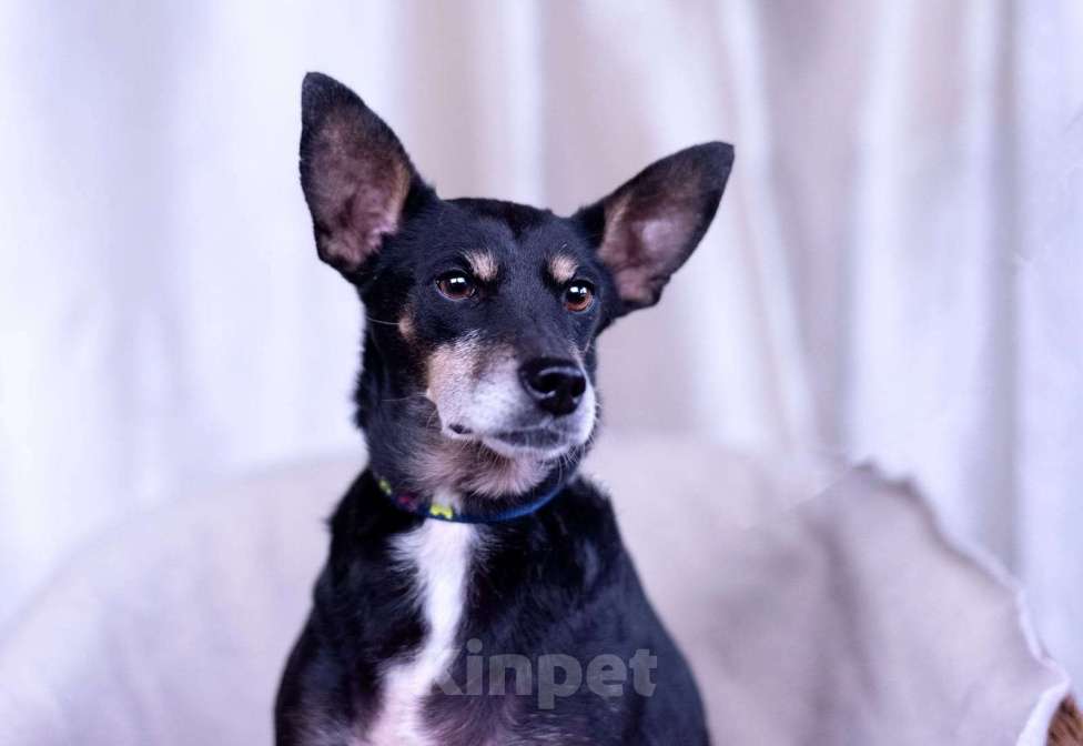 Собаки в Москве: Той терьер метис в дар Девочка, Бесплатно - фото 4