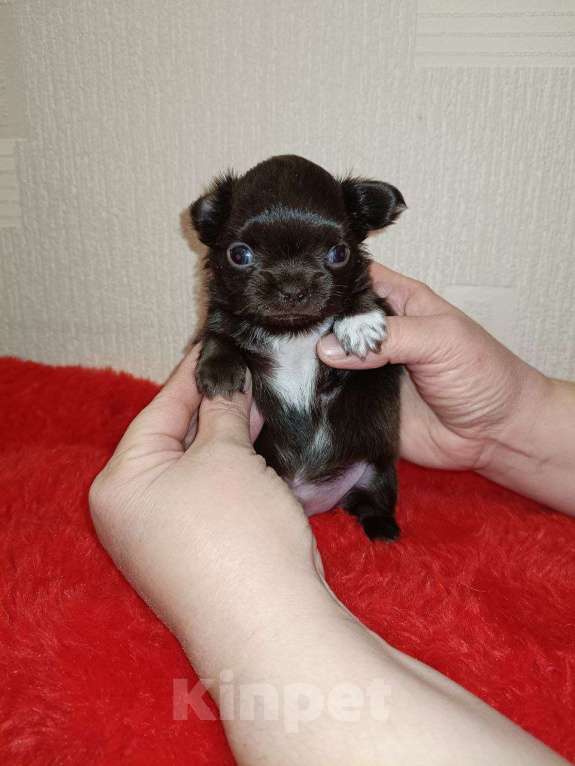 Собаки в Санкт-Петербурге: Шоколадный мальчик  Мальчик, 70 000 руб. - фото 1