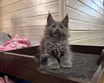 Кошки в Санкт-Петербурге: Мейн Кун котята Разнополые, 40 000 руб. - фото 7