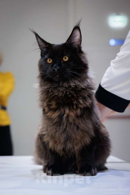 Кошки в Москве: Ласковый уголек в ваш дом Мальчик, 70 000 руб. - фото 6