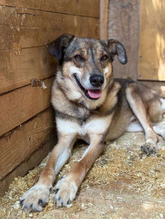 Собаки в Москве: Чаплин Мальчик, Бесплатно - фото 8