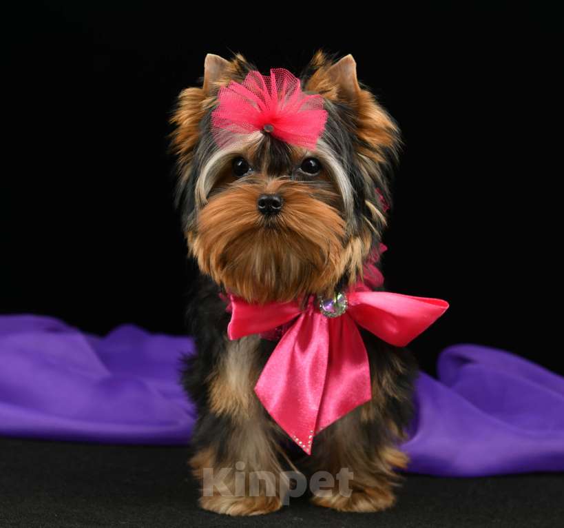 Собаки в Подольске: ЩЕНКИ ЙОРКШИРСКОГО ТЕРЬЕРА Девочка, 90 000 руб. - фото 2