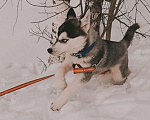 Собаки в Химках: Щенок мини-помски (хаски+шпиц) Мальчик, Бесплатно - фото 7