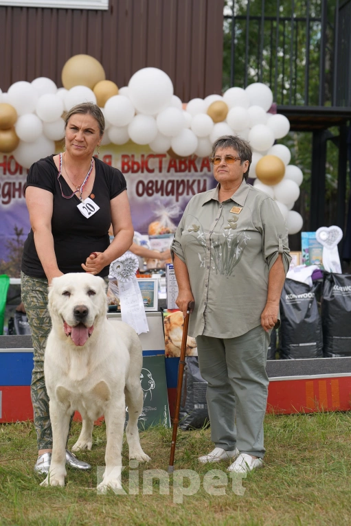Собаки в Екатеринбурге: Представлю щенка Мальчик, 70 000 руб. - фото 2