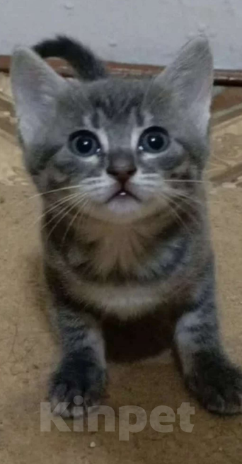 Кошки в Севастополе: Котенок дымчатый Девочка, Бесплатно - фото 2