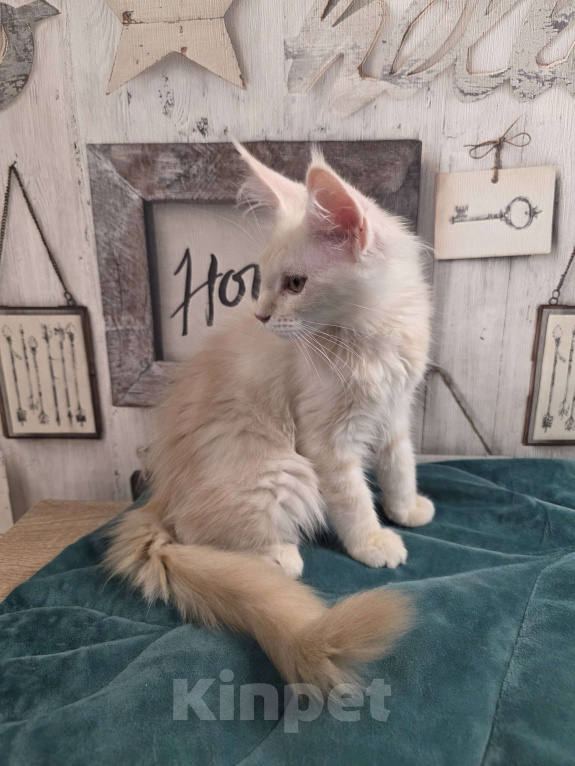 Кошки в Ставрополе: Котята мейн-кун Разнополые, 30 000 руб. - фото 2