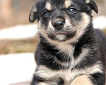Собаки в Видном: Щенок в добрые руки! Мальчик, Бесплатно - фото 5