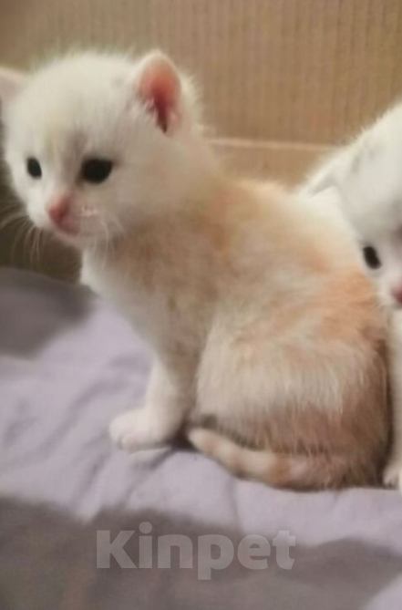 Кошки в Сыктывкаре: Шотландские прямоухие и вислоухие Девочка, 6 500 руб. - фото 2