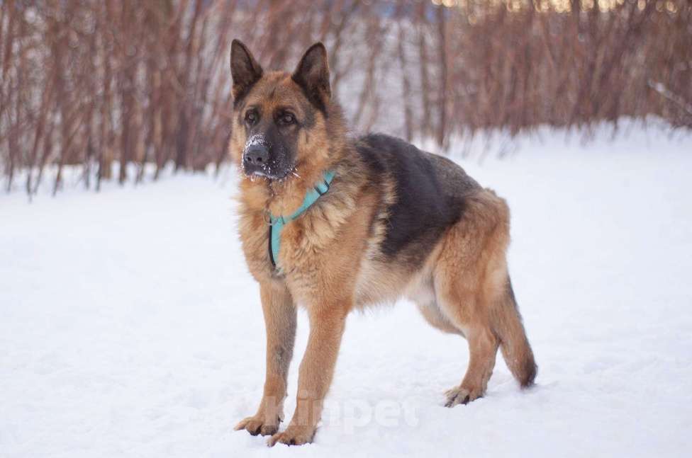 Собаки в Москве: Чезар готов стать самым верным, только бы нашлась для него семья Мальчик, Бесплатно - фото 6