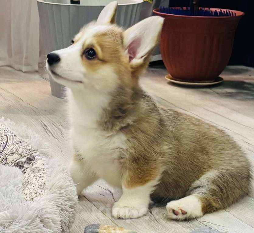 Собаки в Москве: Продажа щенков корги Мальчик, 45 000 руб. - фото 8
