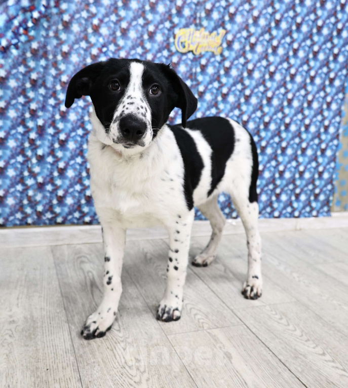 Собаки в Москве: Щенки бесплатно в Москве Девочка, Бесплатно - фото 6