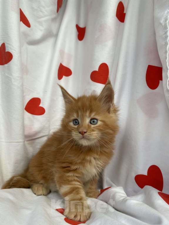 Кошки в Калуге: Котенок мейн-кун  Мальчик, 40 000 руб. - фото 2