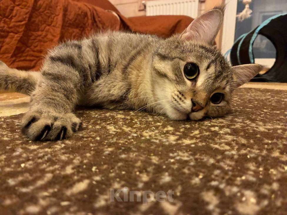 Кошки в Балашихе: Воробушек Мальчик, Бесплатно - фото 4