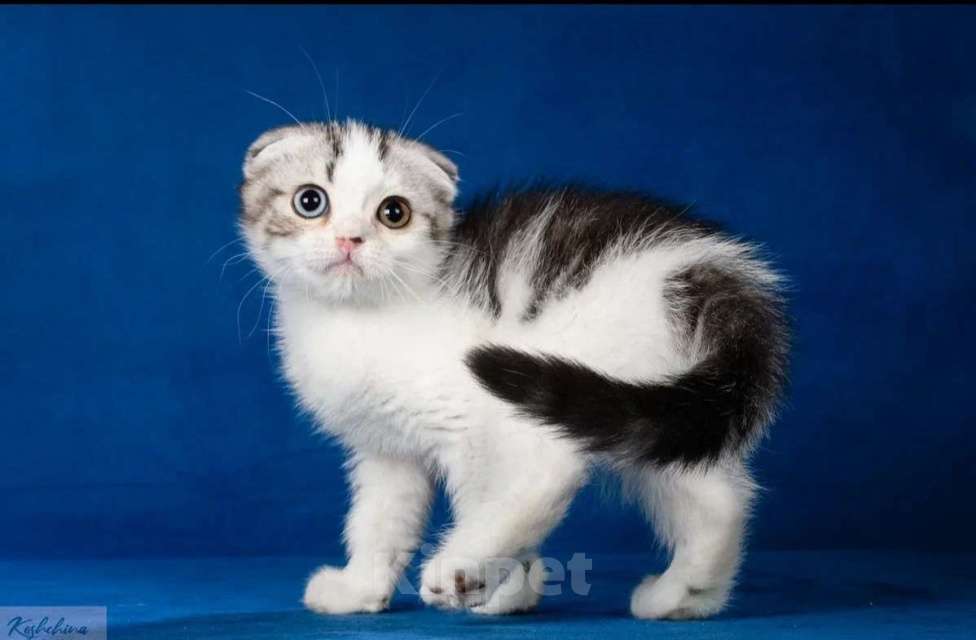 Кошки в Москве: Шотландские мальчики Мальчик, 50 000 руб. - фото 6