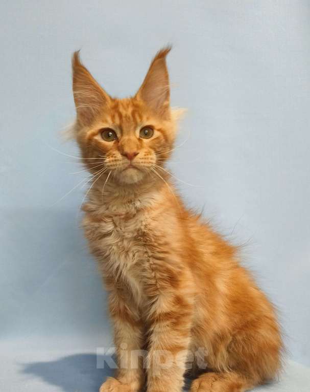 Кошки в Москве: Котёнок Мейн-Кун Мальчик Мальчик, 65 000 руб. - фото 2