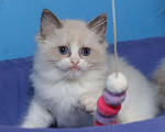 Кошки в Санкт-Петербурге: Рэгдолл Девочка, 60 000 руб. - фото 2