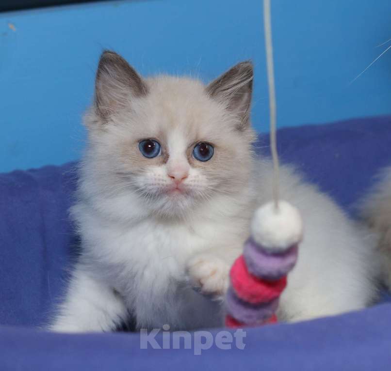 Кошки в Санкт-Петербурге: Рэгдолл Девочка, 60 000 руб. - фото 2