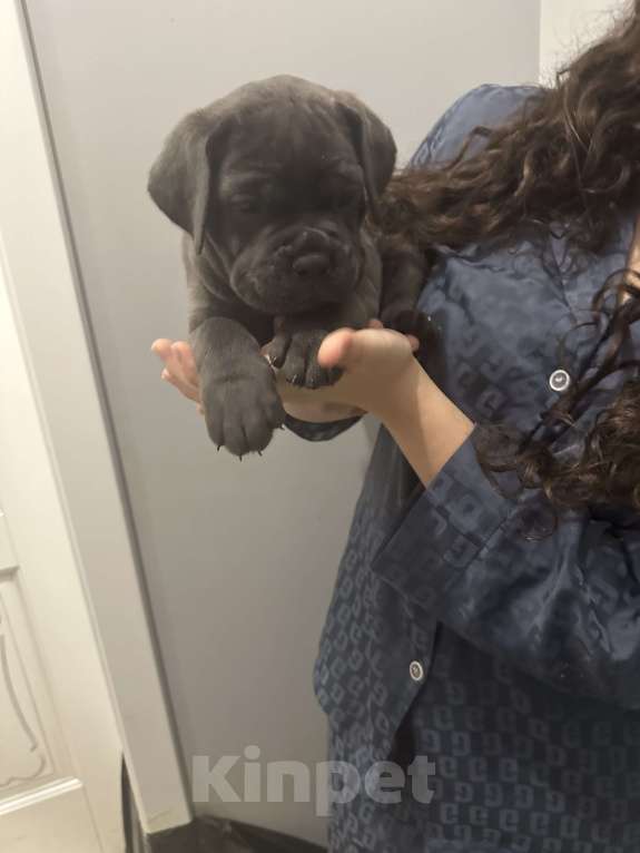 Собаки в других городах Московской области: Щенки кане-корсо Девочка, 45 000 руб. - фото 1