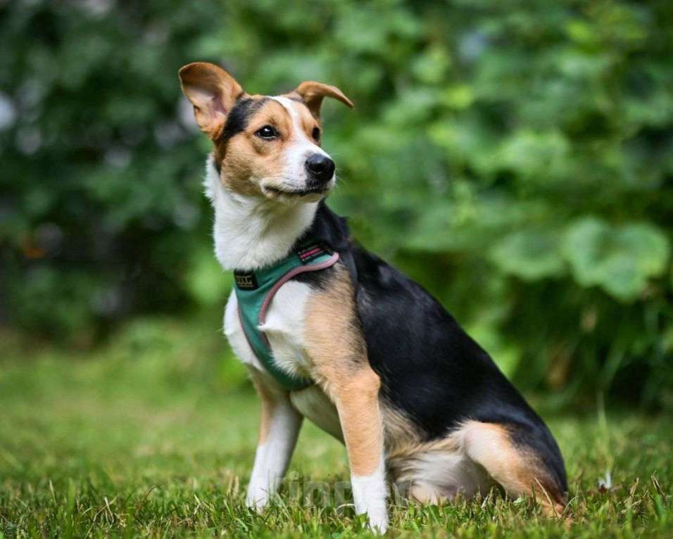 Собаки в Москве: Пряник, щенок-невидимка Мальчик, Бесплатно - фото 2