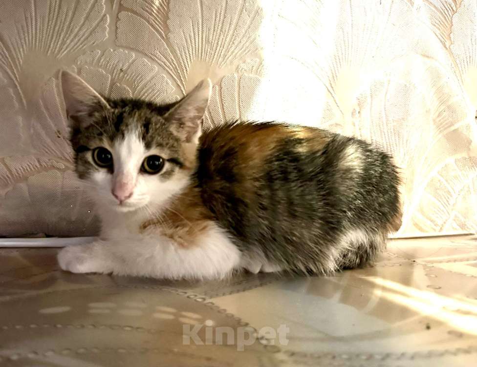 Кошки в Санкт-Петербурге: Крошка кошка ищет маму Девочка, Бесплатно - фото 1
