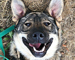 Собаки в Мытищах: Мартин ищет дом Мальчик, Бесплатно - фото 9
