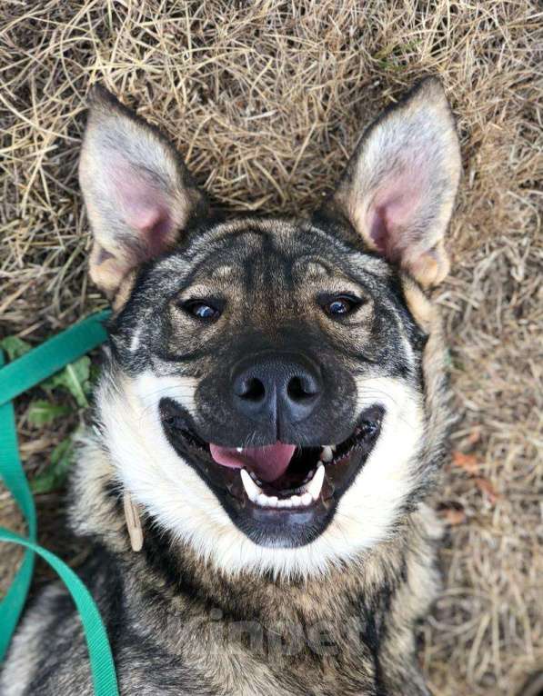 Собаки в Мытищах: Мартин ищет дом Мальчик, Бесплатно - фото 9