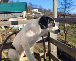 Собаки в Сочи: малыши ищут дом Девочка, Бесплатно - фото 5