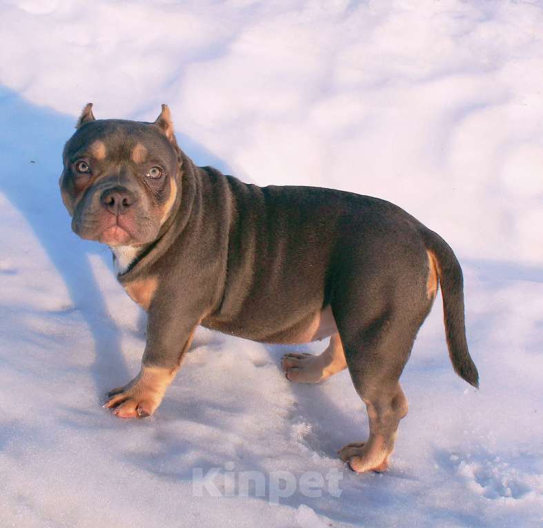 Собаки в Москве: Девочка булли Девочка, 100 000 руб. - фото 7