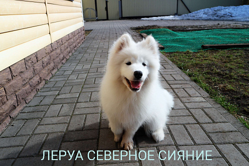 Щенок Самоедской Собаки/Самоеда