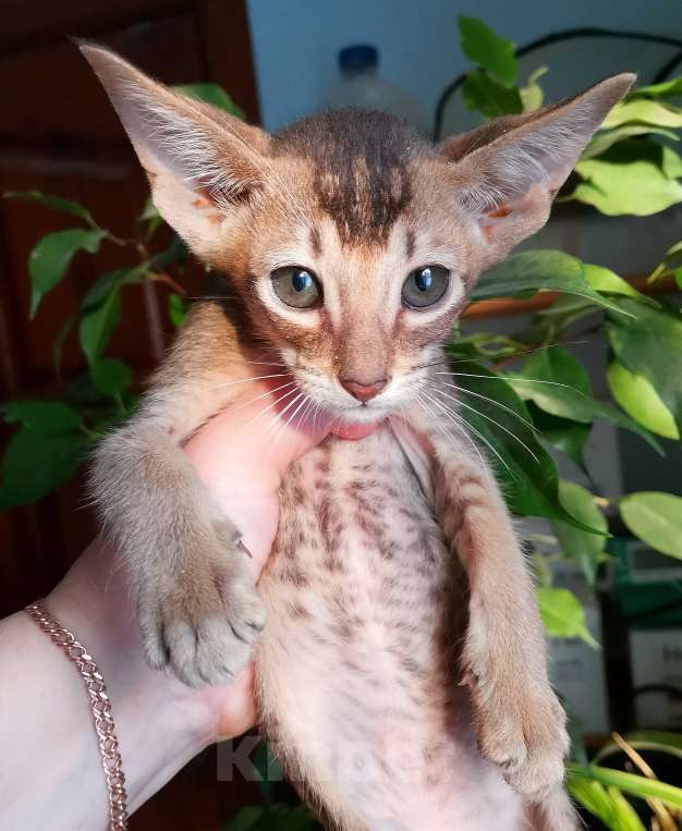 Кошки в Москве: ориентальная пантера и др. Девочка, 50 000 руб. - фото 10
